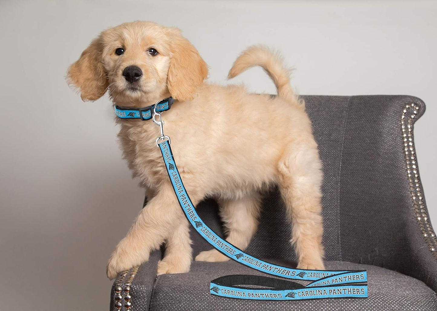 NFL Carolina Panthers Pet Leash, Large