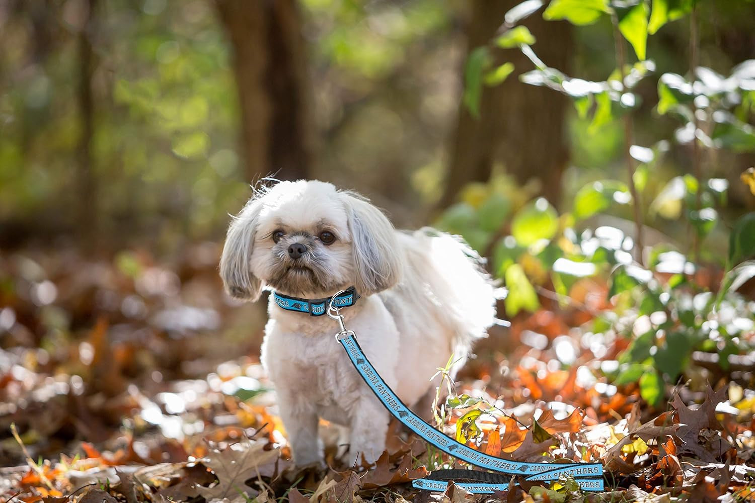NFL Carolina Panthers Pet Leash, Large